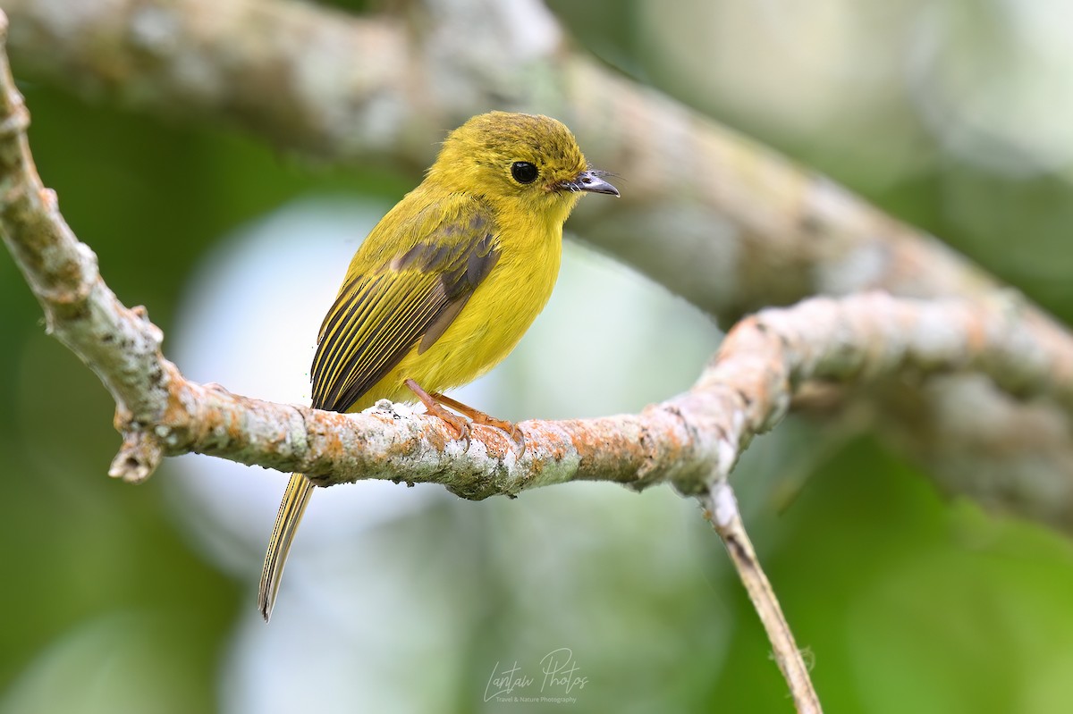 Citrine Canary-Flycatcher - ML639280996