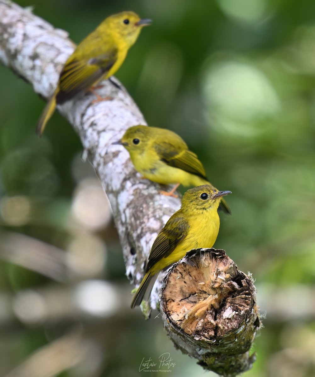 Citrine Canary-Flycatcher - ML639280997