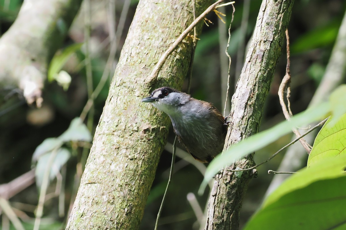 Black-browed Babbler - ML639281008