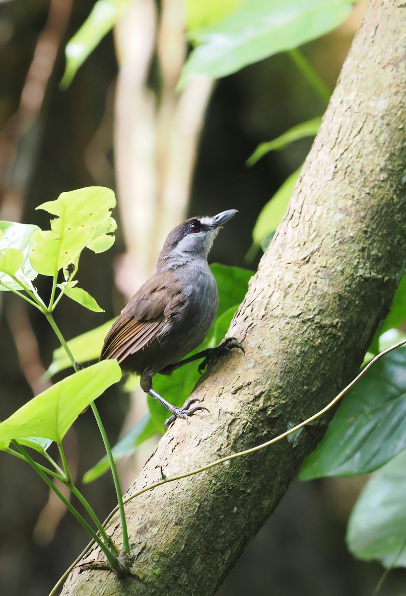 Black-browed Babbler - ML639281012