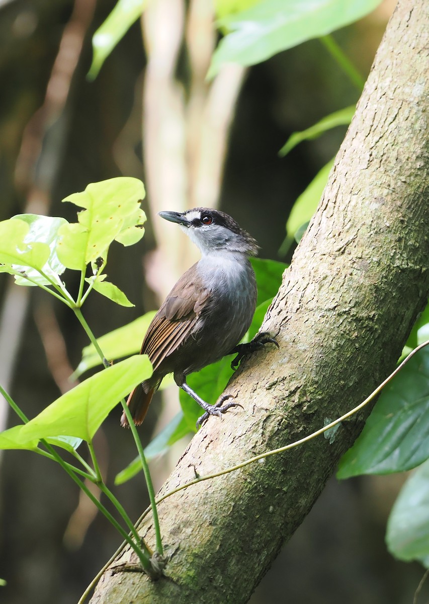 Black-browed Babbler - ML639281023