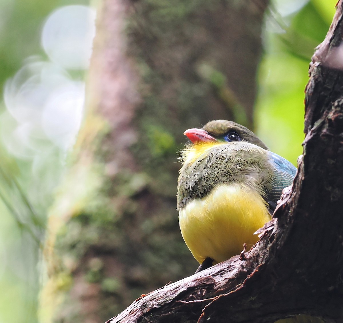 Javan Trogon - ML639281041