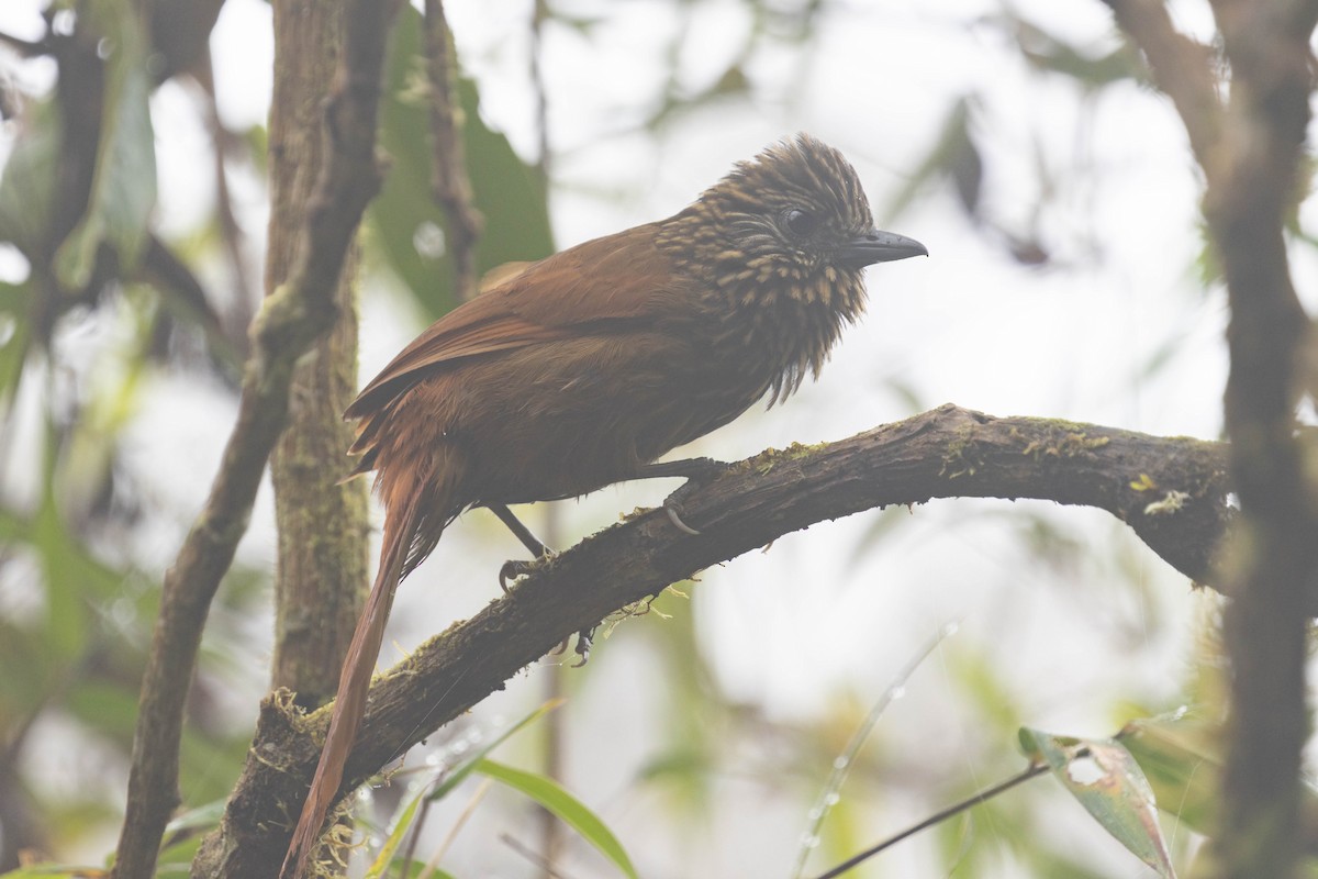 Rufous-backed Treehunter - ML639281265