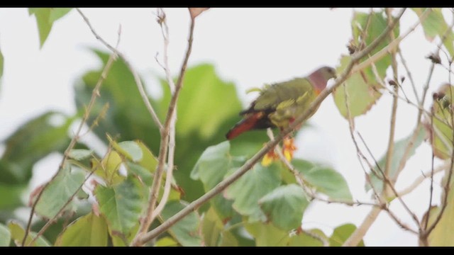 Pink-necked Green-Pigeon - ML639281309