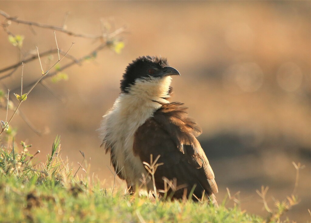 Coucal des papyrus - ML639281344