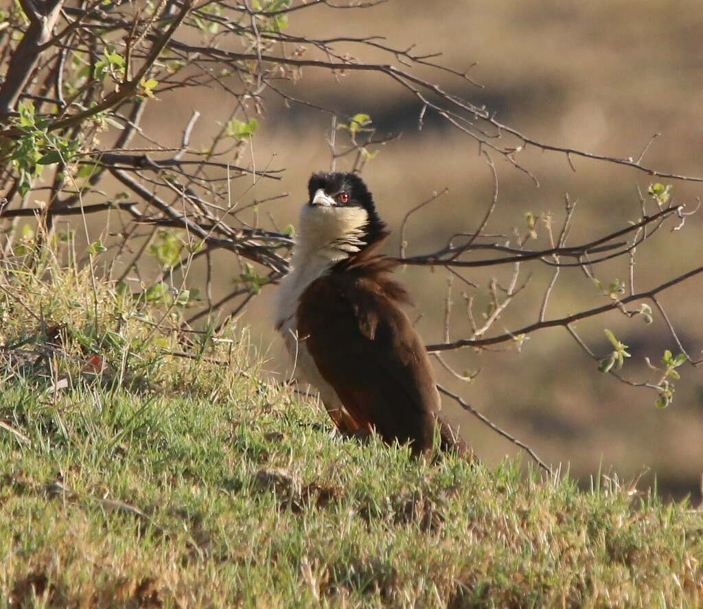 Coucal des papyrus - ML639281357