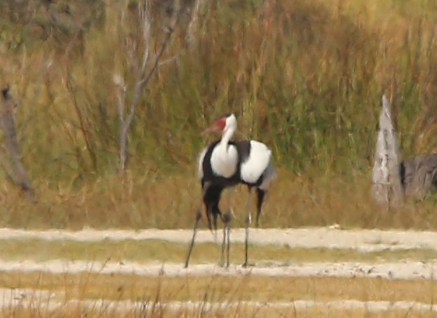 Wattled Crane - ML639281366