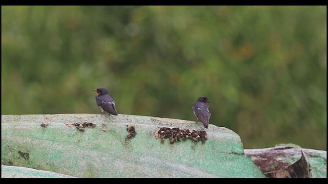 Pacific Swallow - ML639281403