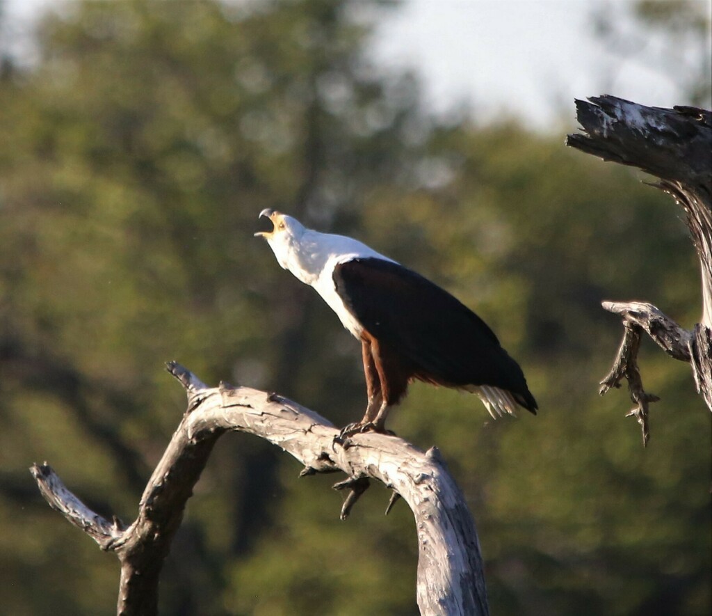 African Fish-Eagle - ML639281469