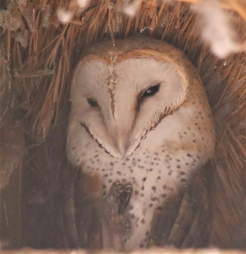 Western Barn Owl - ML639281472