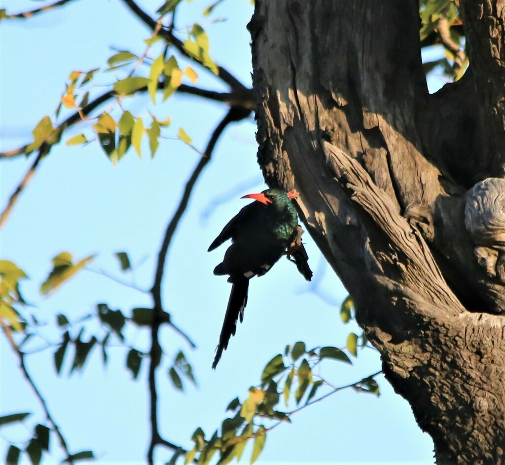 Green Woodhoopoe - ML639281477