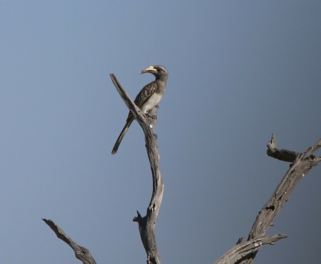 African Gray Hornbill - ML639281487