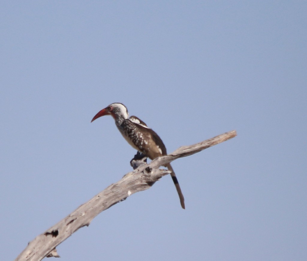 Southern Red-billed Hornbill - ML639281499