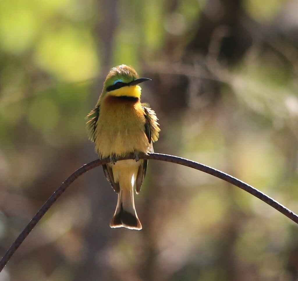 Little Bee-eater - ML639281511