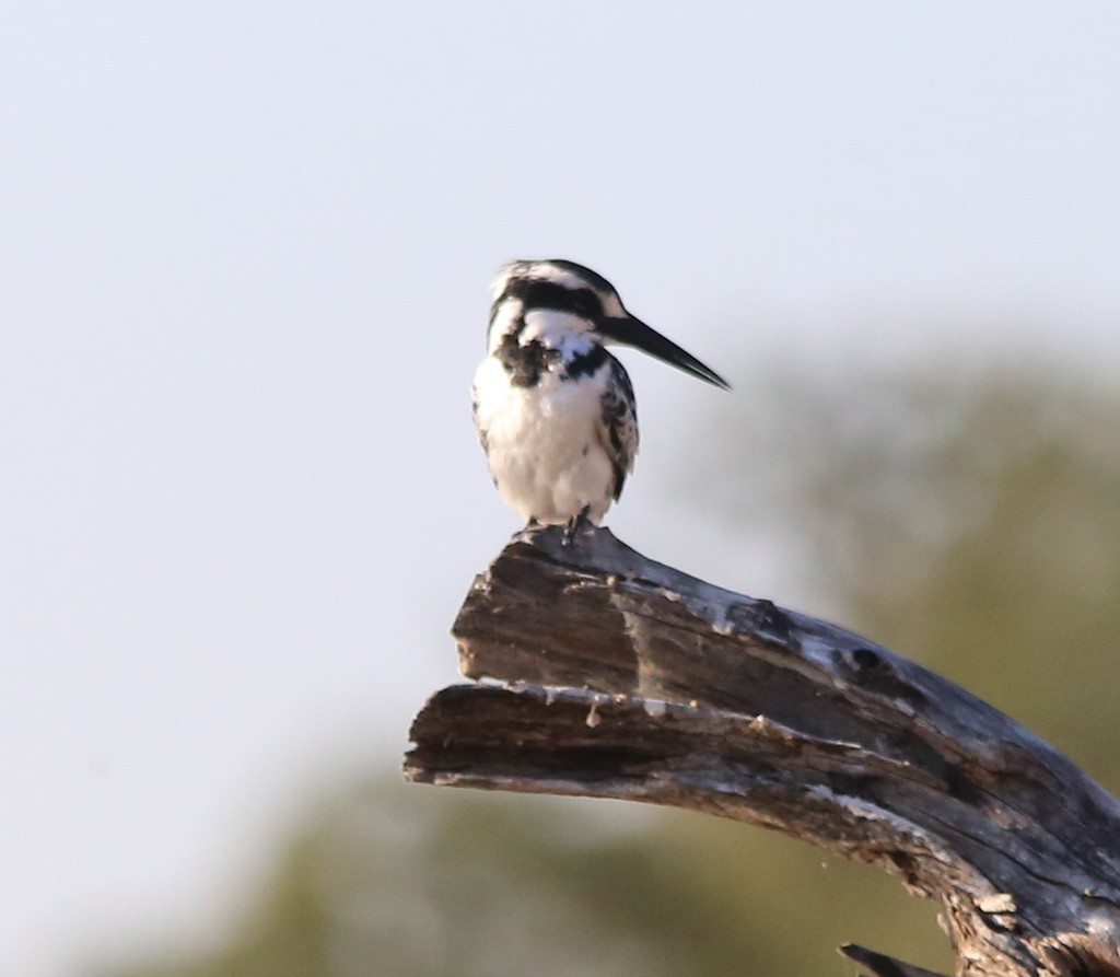 Pied Kingfisher - ML639281516