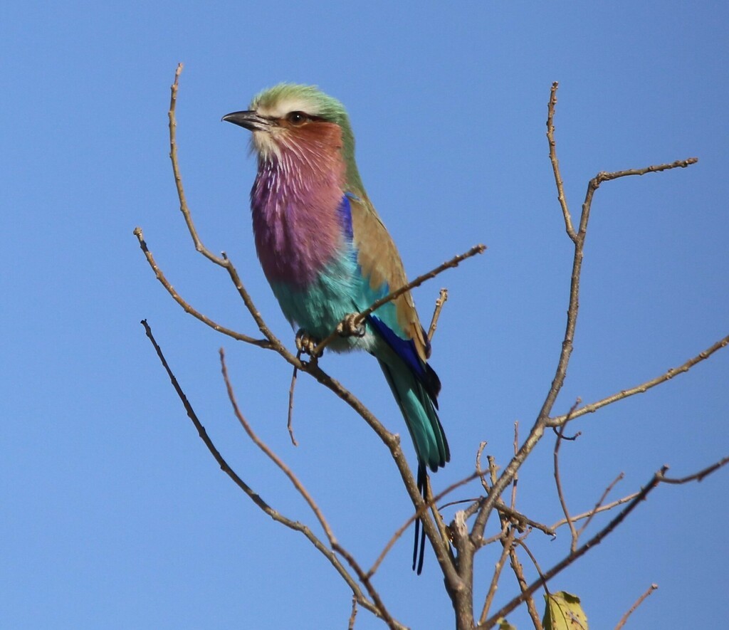 Lilac-breasted Roller - ML639281520