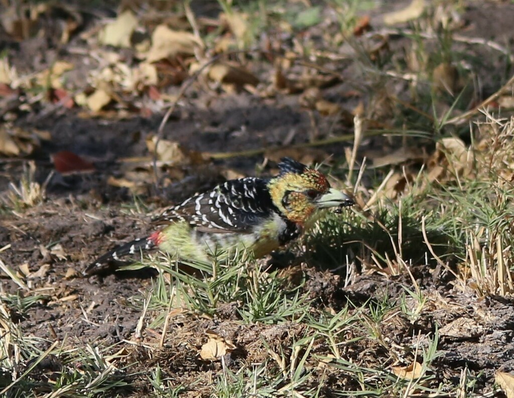 Crested Barbet - ML639281541