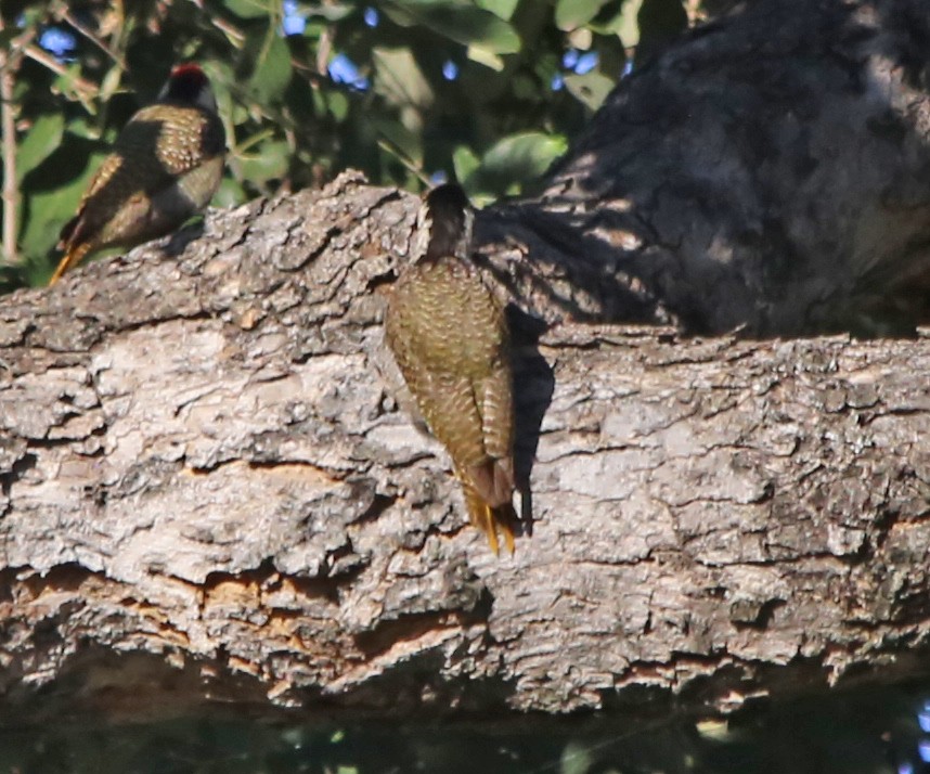 Bearded Woodpecker - ML639281550