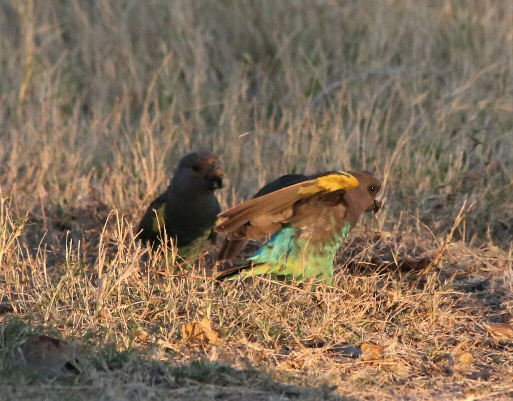 Meyer's Parrot - ML639281560
