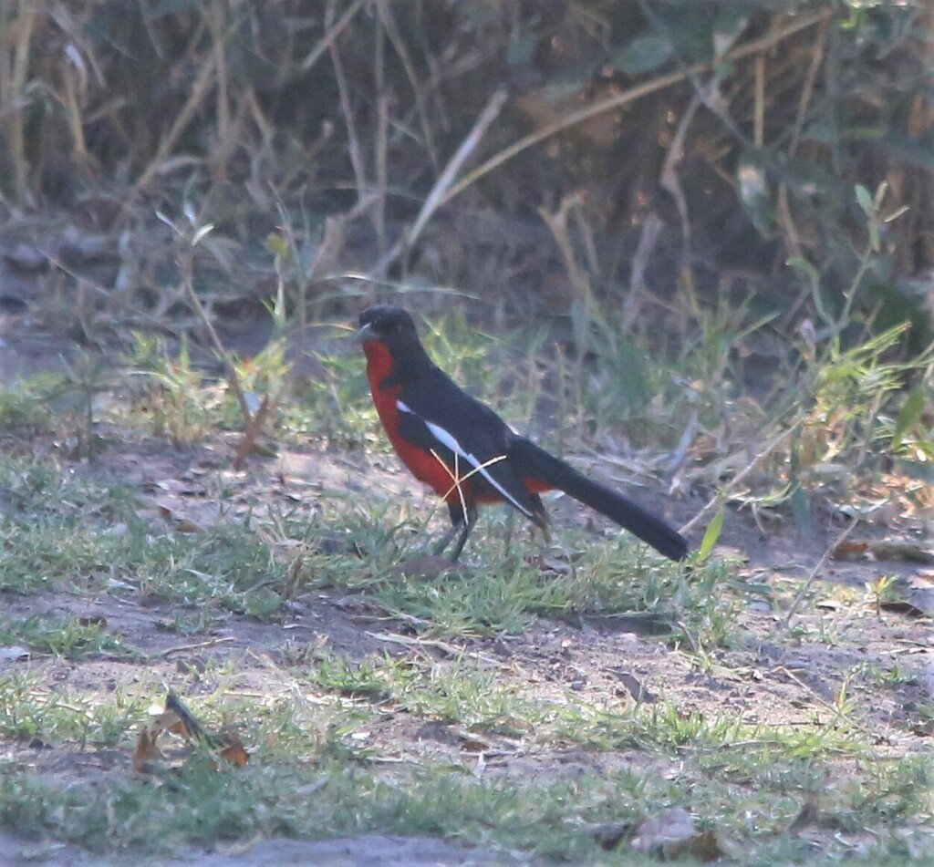Crimson-breasted Gonolek - ML639281574
