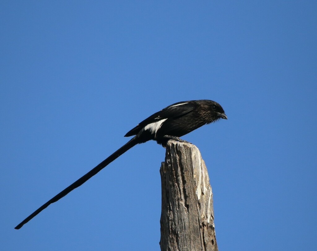 Magpie Shrike - ML639281580