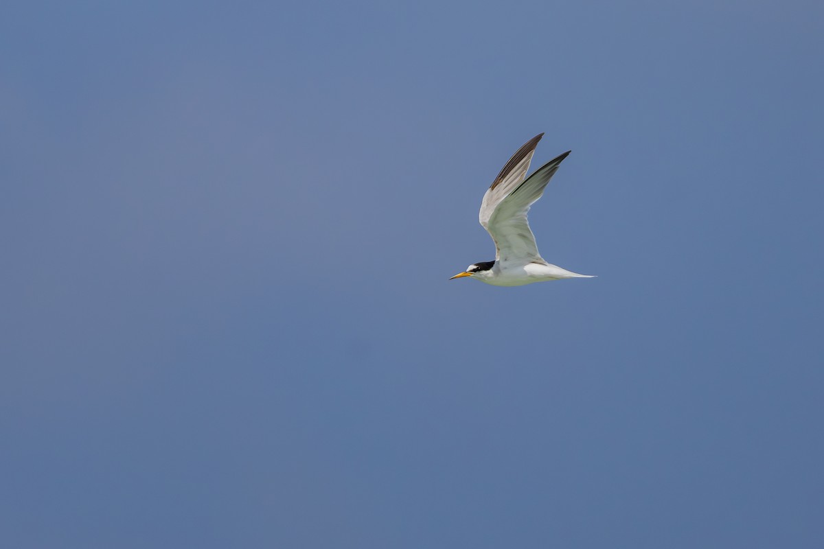 Little Tern - ML639281583