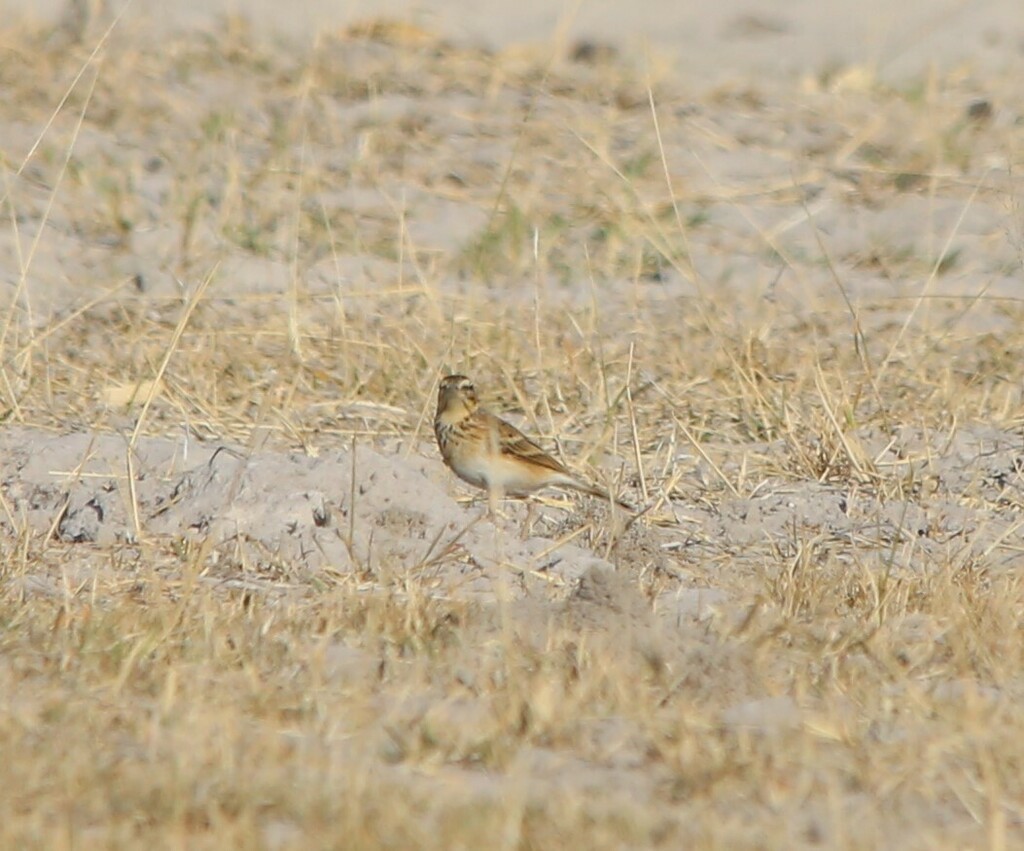 Rufous-naped Lark - ML639281590