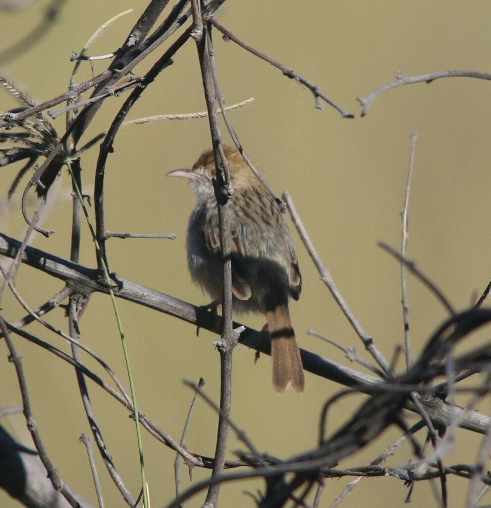 Rattling Cisticola - ML639281604