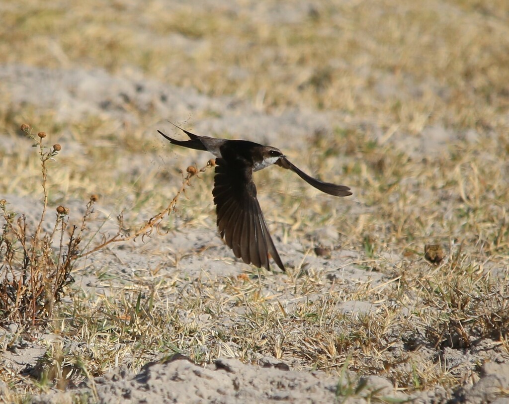 Gray-rumped Swallow - ML639281606