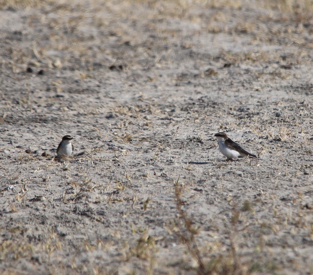 Gray-rumped Swallow - ML639281608