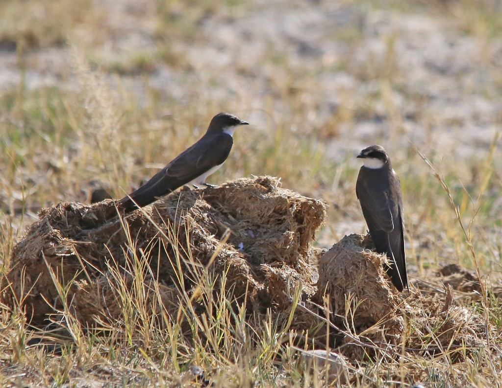 Banded Martin - ML639281617