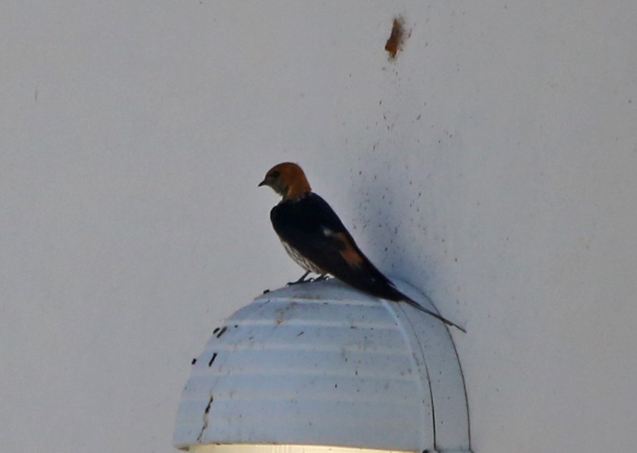 Lesser Striped Swallow - ML639281620