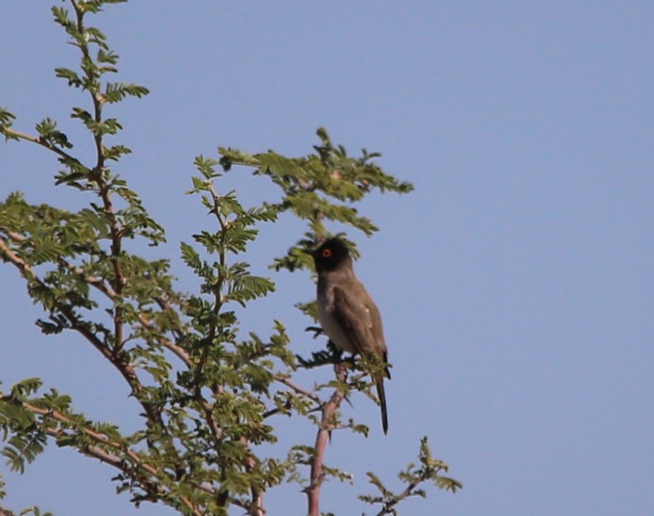 Black-fronted Bulbul - ML639281630