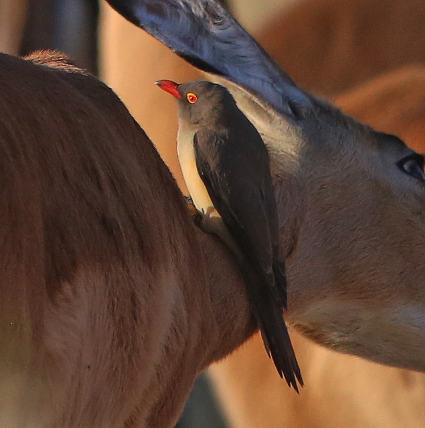 Red-billed Oxpecker - ML639281633