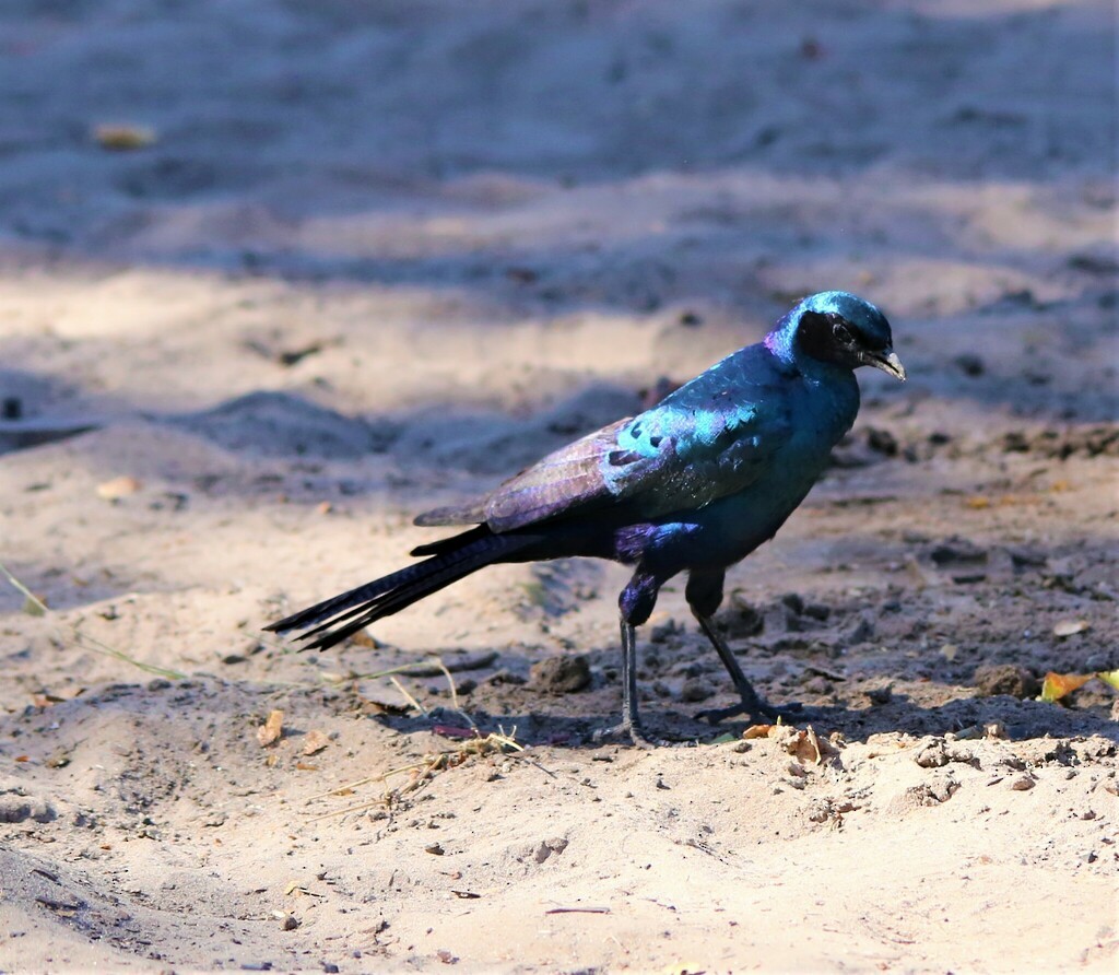 Burchell's Starling - ML639281639