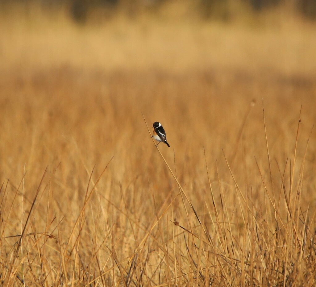 African Stonechat - ML639281642