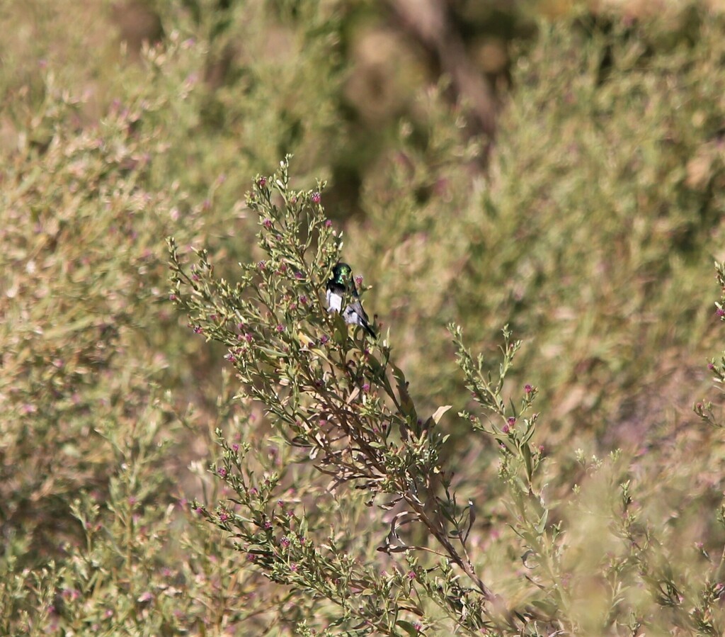White-bellied Sunbird - ML639281667