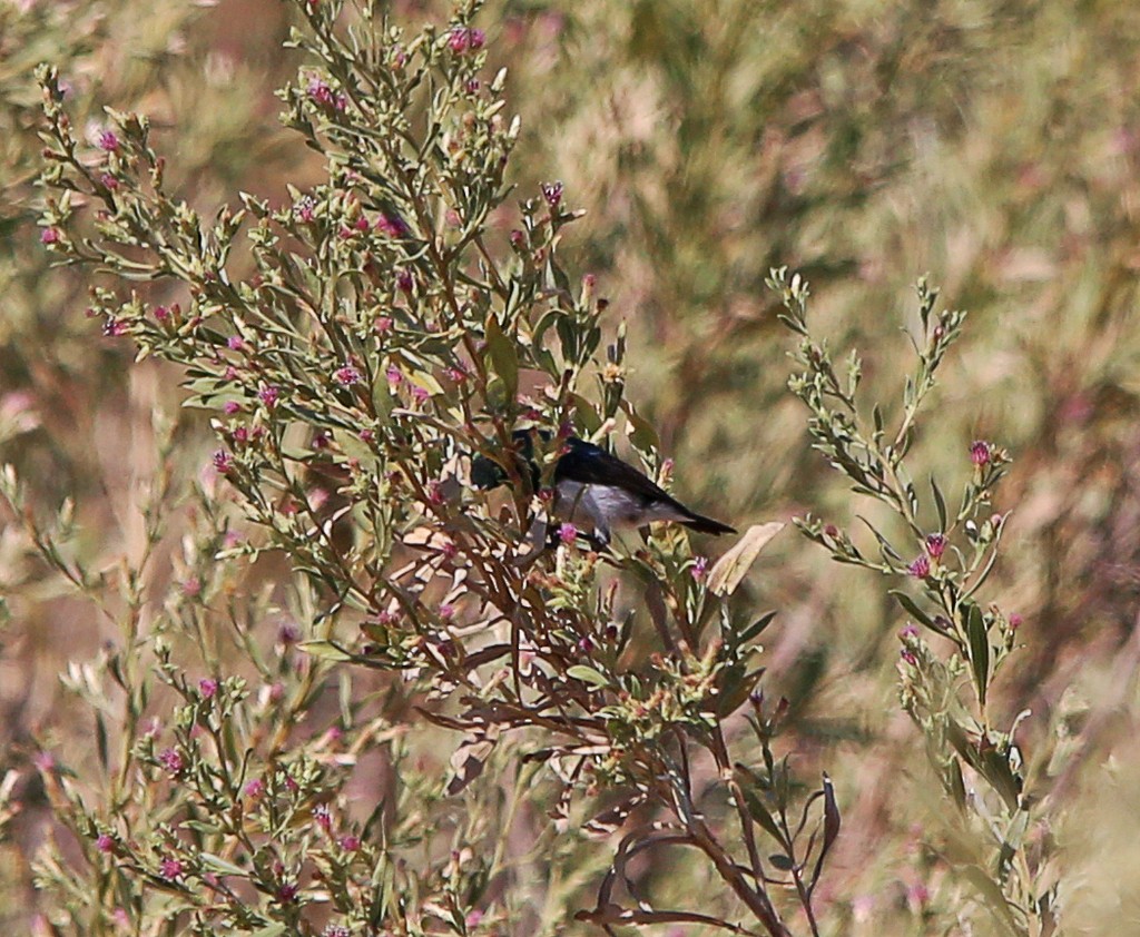 White-bellied Sunbird - ML639281671