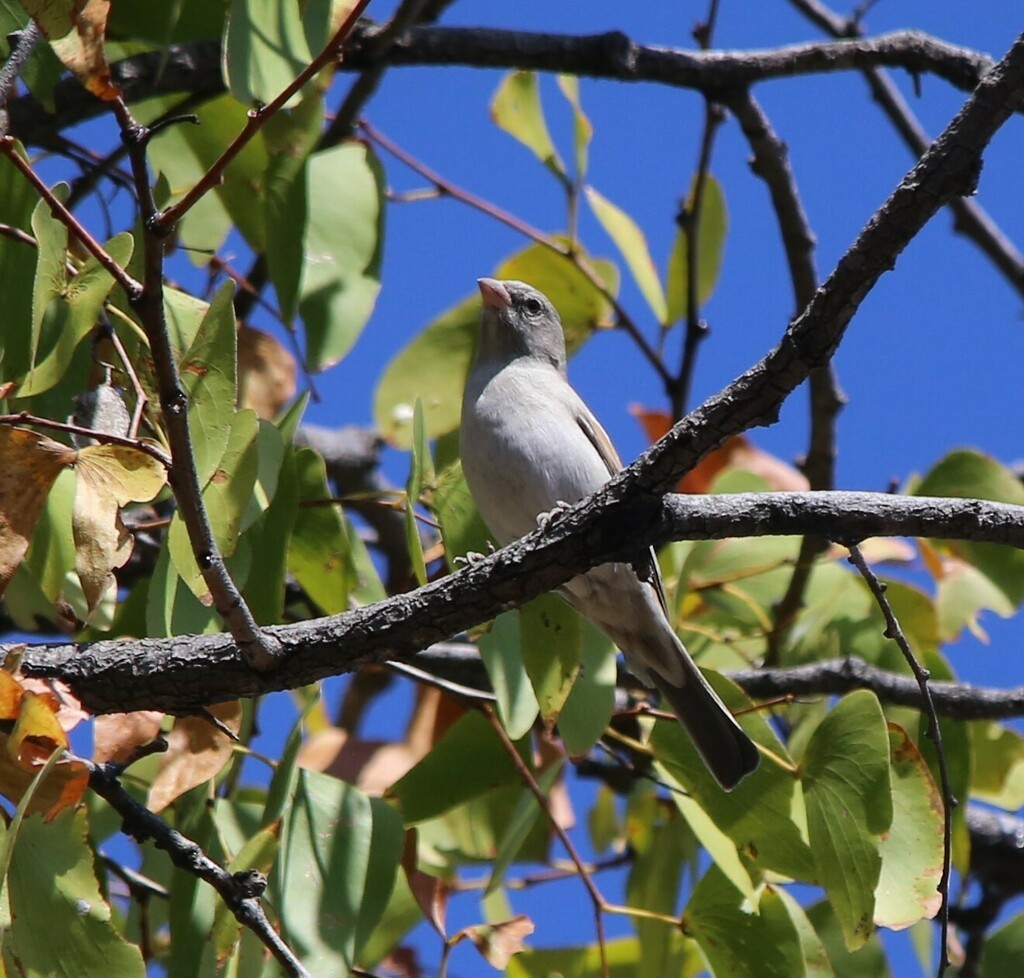 Southern Gray-headed Sparrow - ML639281673