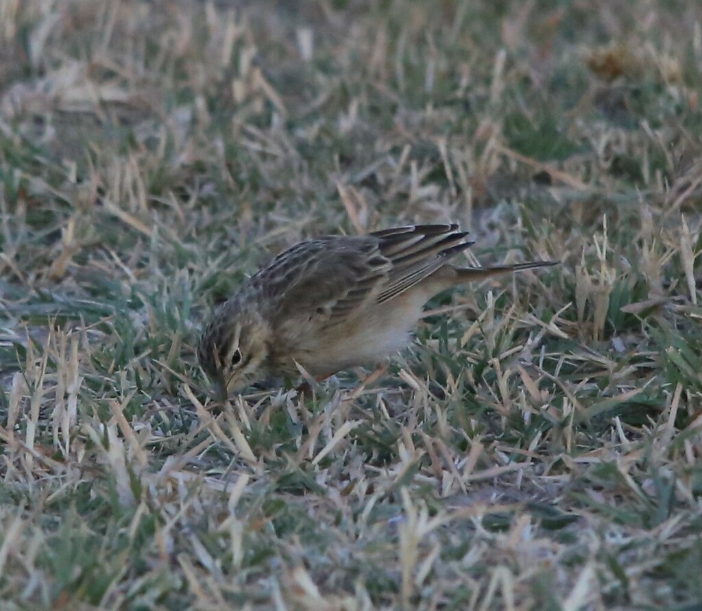 African Pipit - ML639281677