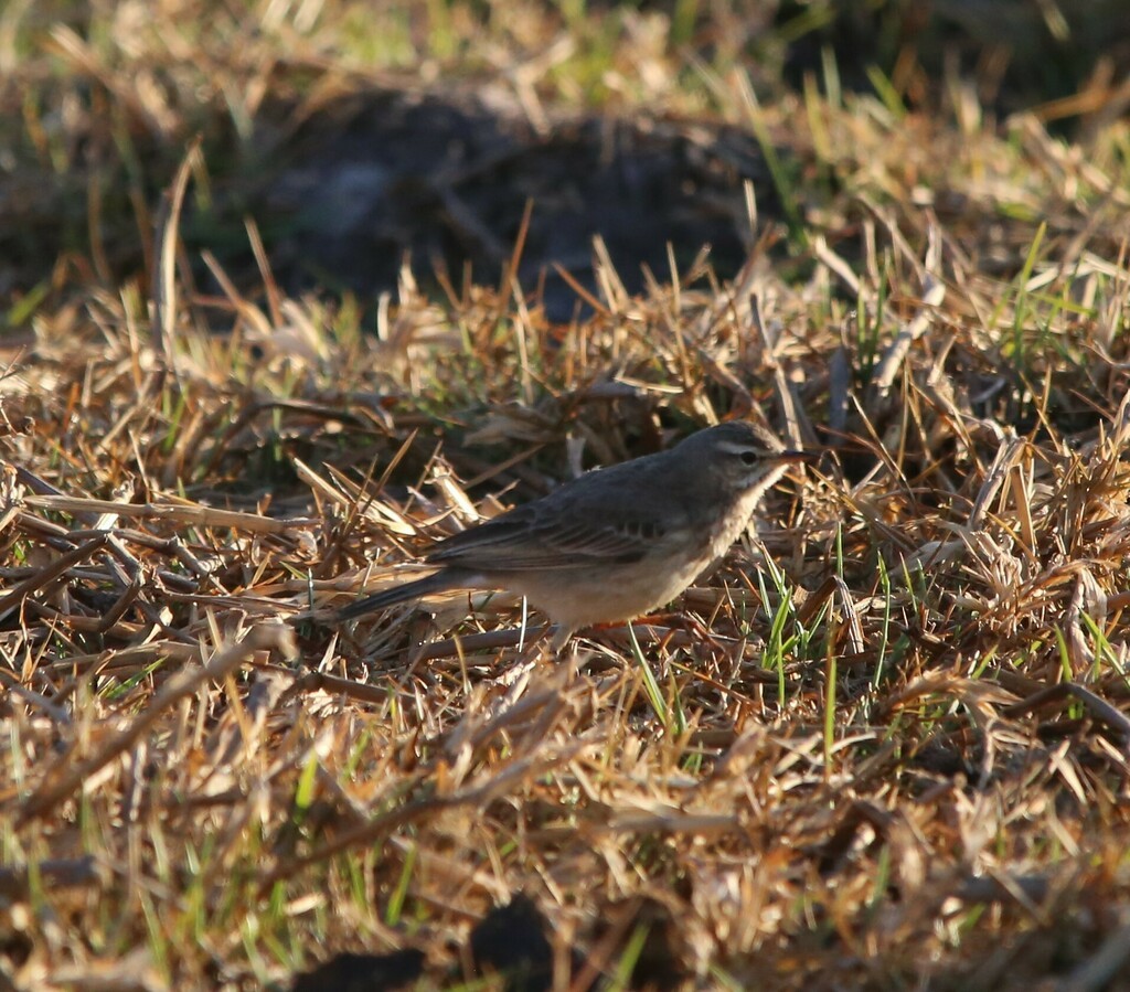 Plain-backed Pipit - ML639281683