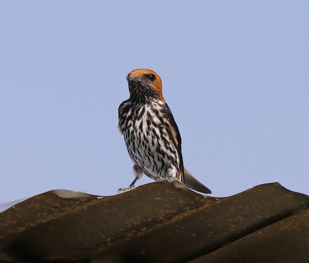 Lesser Striped Swallow - ML639281712