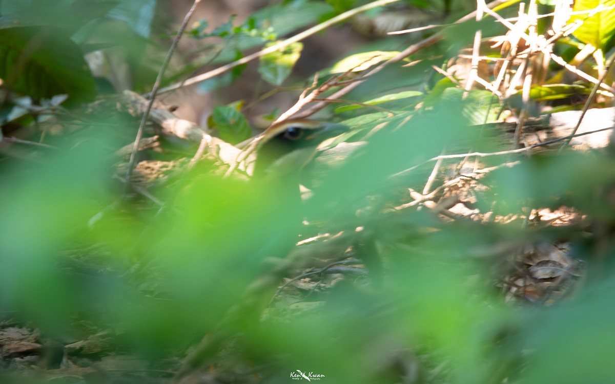 Fairy Pitta - ML639281742