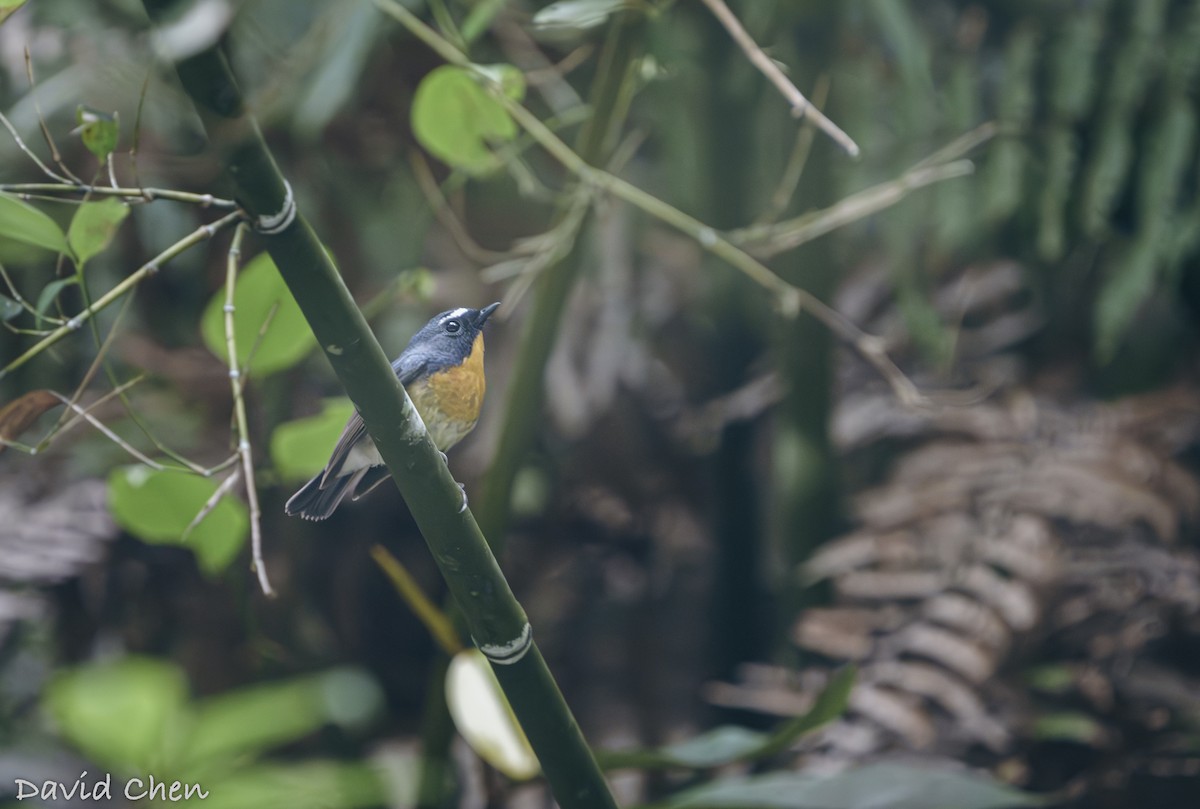 Snowy-browed Flycatcher - ML639281756