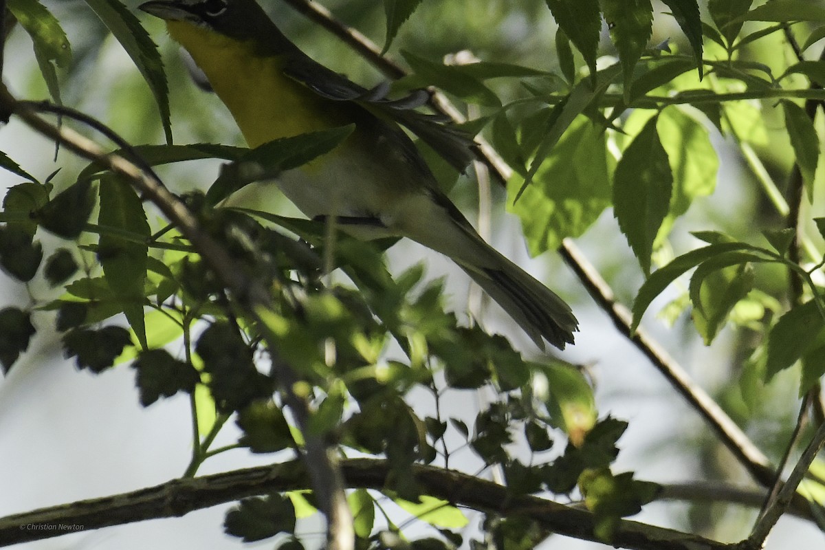 Yellow-breasted Chat - ML639281794