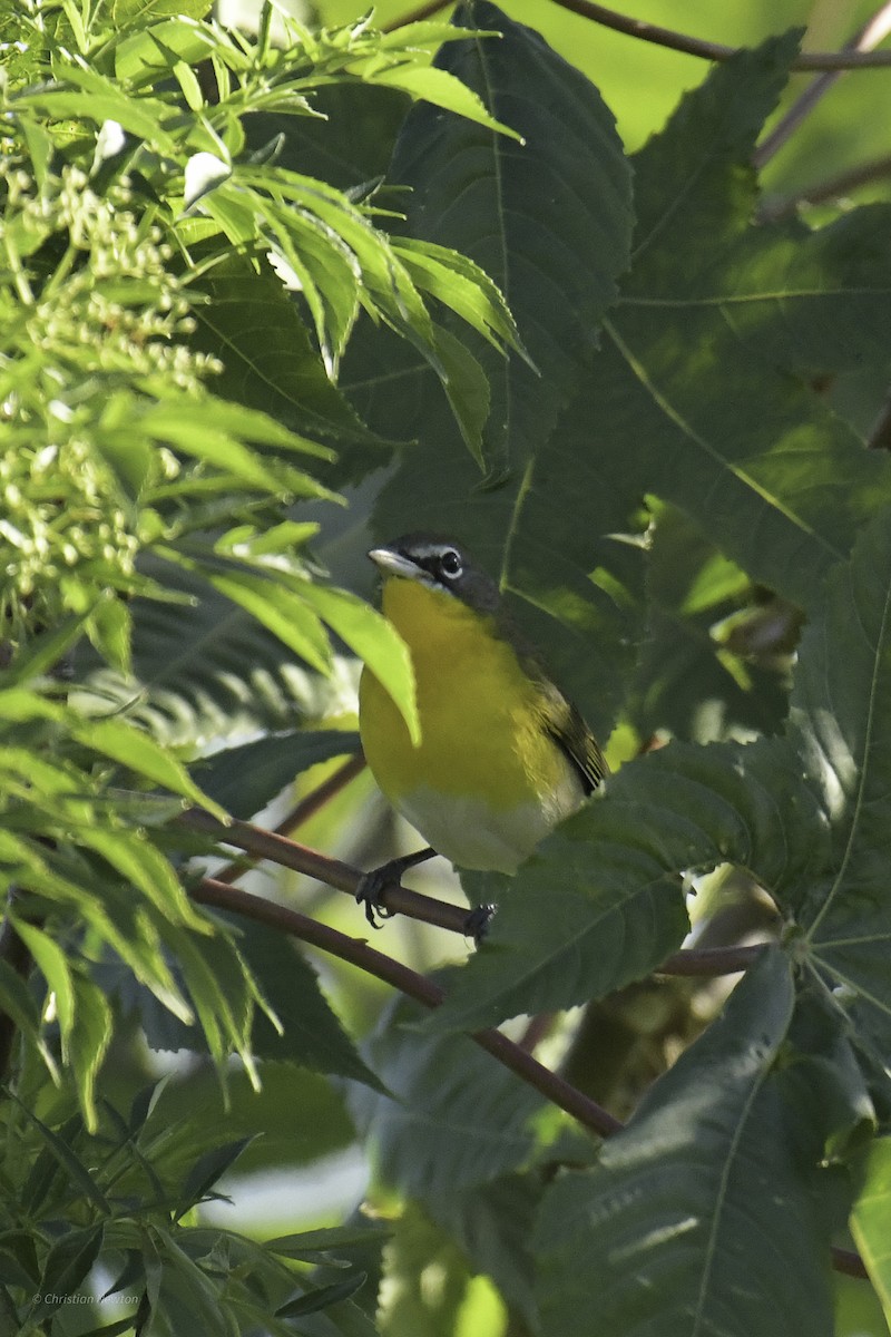 Yellow-breasted Chat - ML639281795