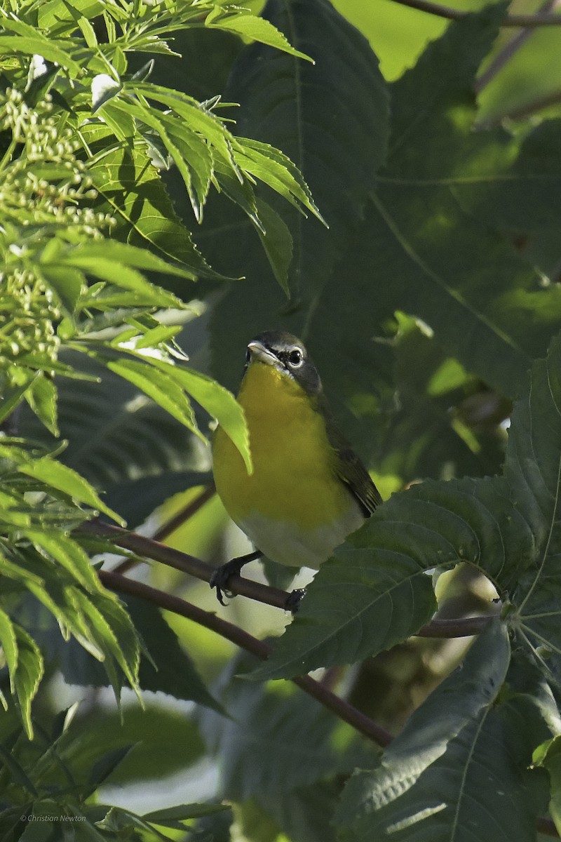Yellow-breasted Chat - ML639281796