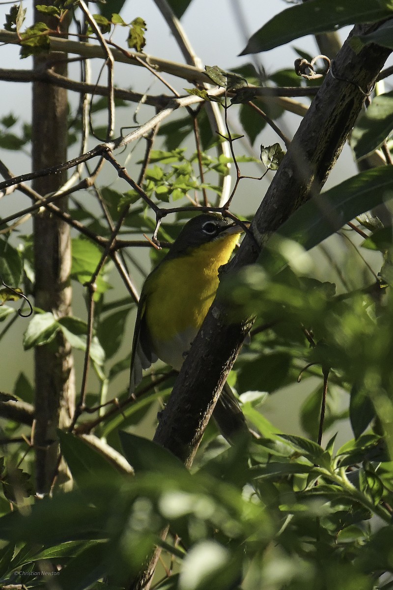 Yellow-breasted Chat - ML639281797