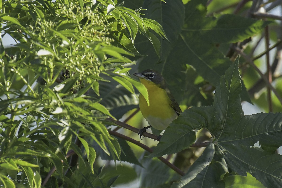 Yellow-breasted Chat - ML639281800