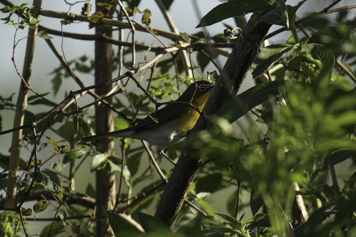 Yellow-breasted Chat - ML639281801